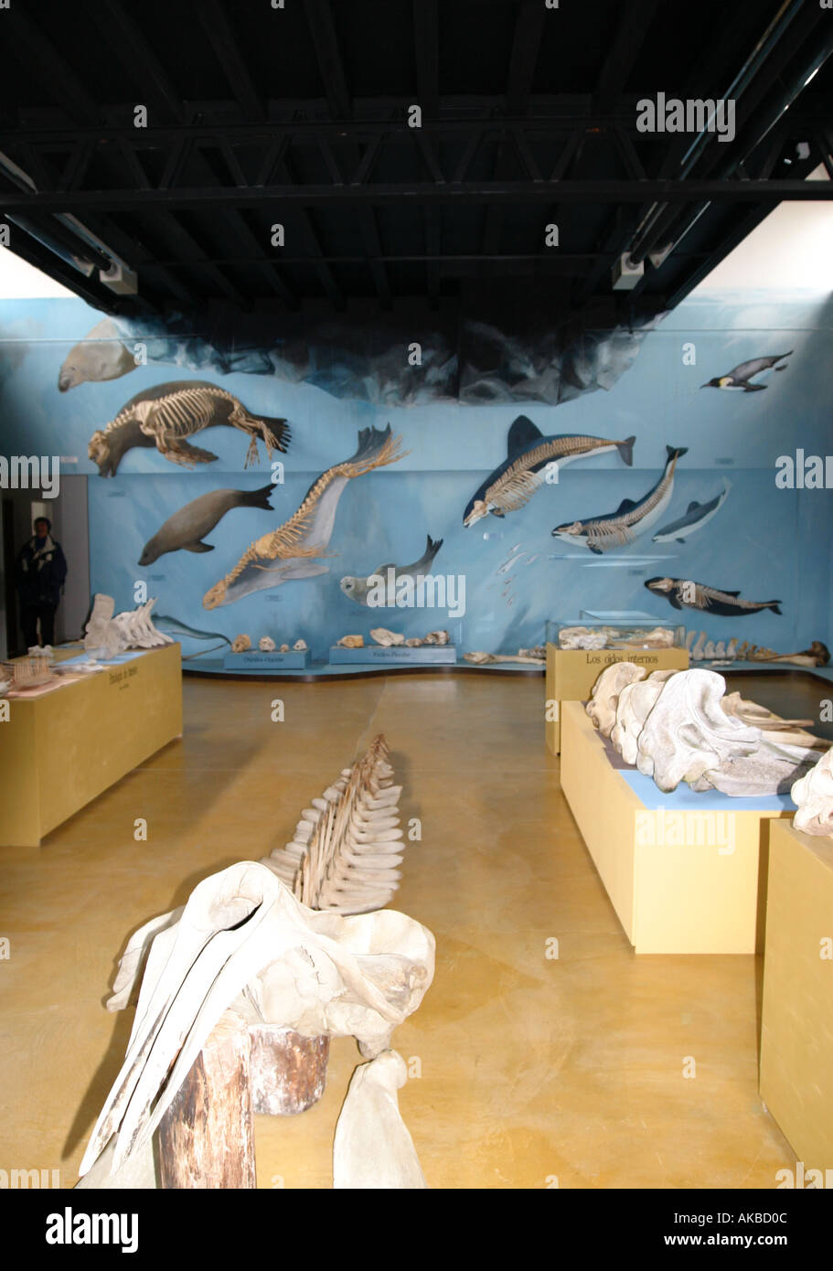 Important musée Acatushun de Aves y Mamiferos Marinos, le sud de mammifères et oiseaux le Musée des baleines,Argentine Banque D'Images