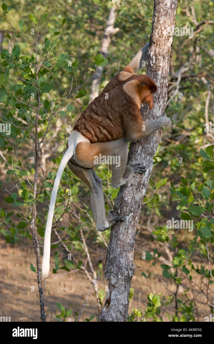 Proboscis Monkey mâles adultes se nourrissent de mangroves dans le parc national de Bako, Sarawak, Bornéo Banque D'Images