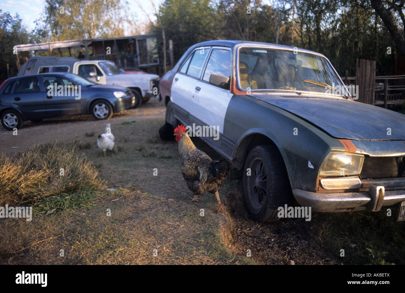 Vieille voiture avec poules et coq Banque D'Images