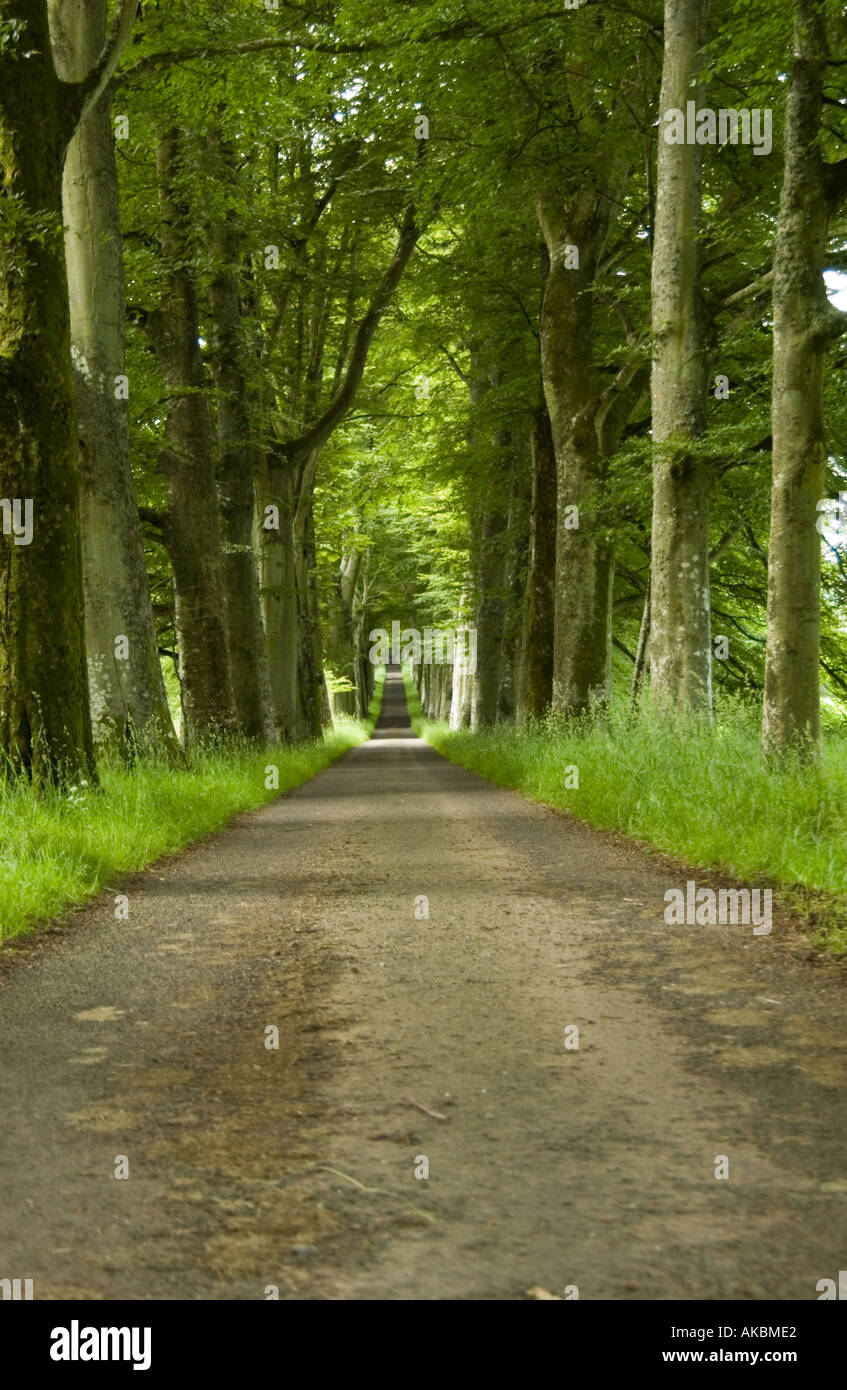 Hêtre avenue bordée d'arbres en été Banque D'Images