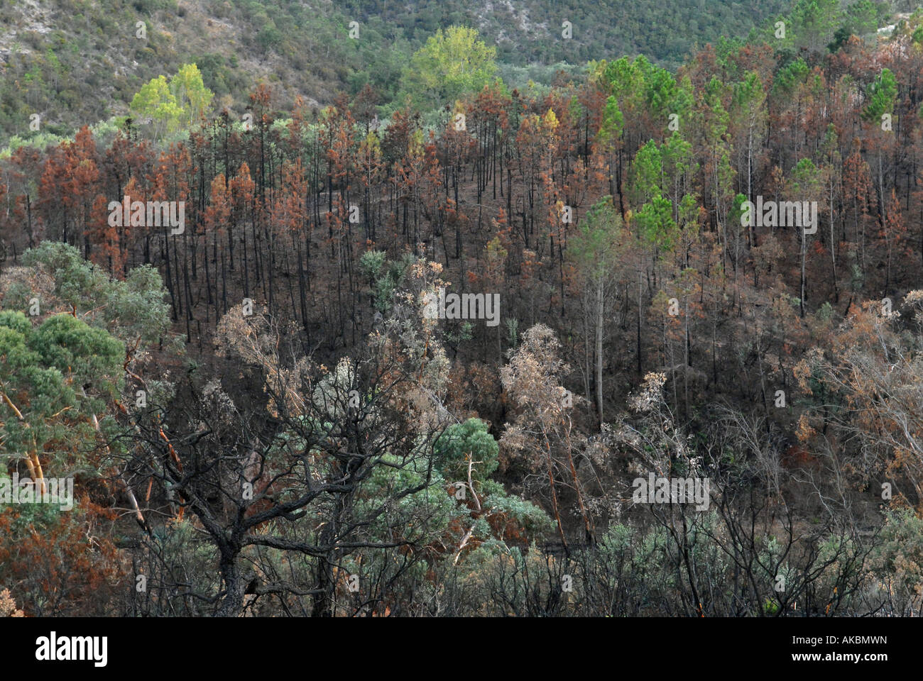 Feux de forêt dans la région de la provence france Banque D'Images