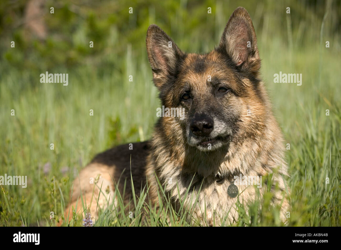 German Shepard Dog resting in grass Banque D'Images