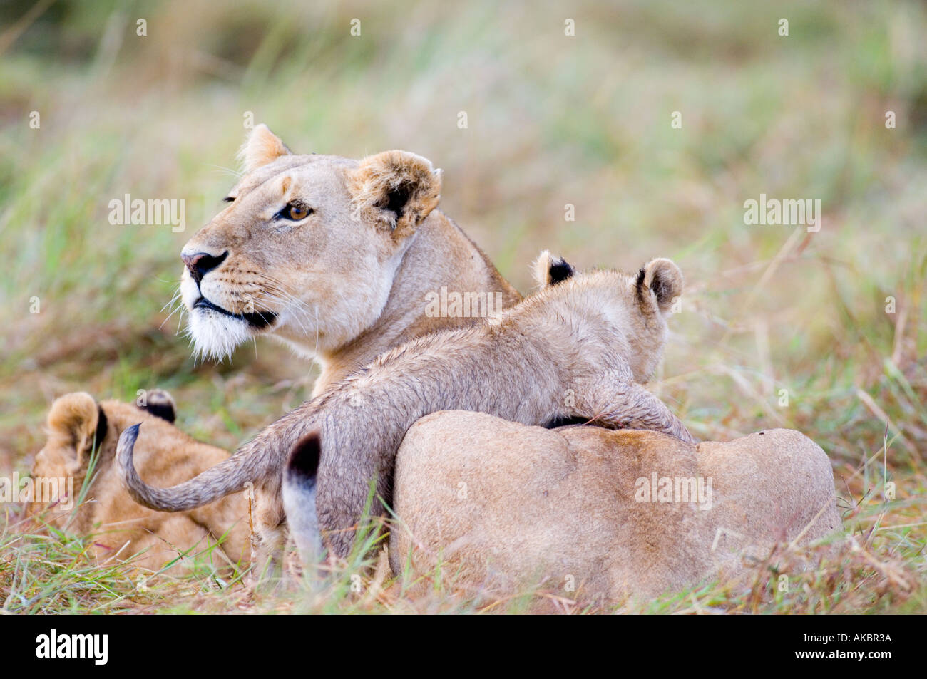 Panthère Lion Lion cub jouer avec mère Masai Mara, Kenya Banque D'Images