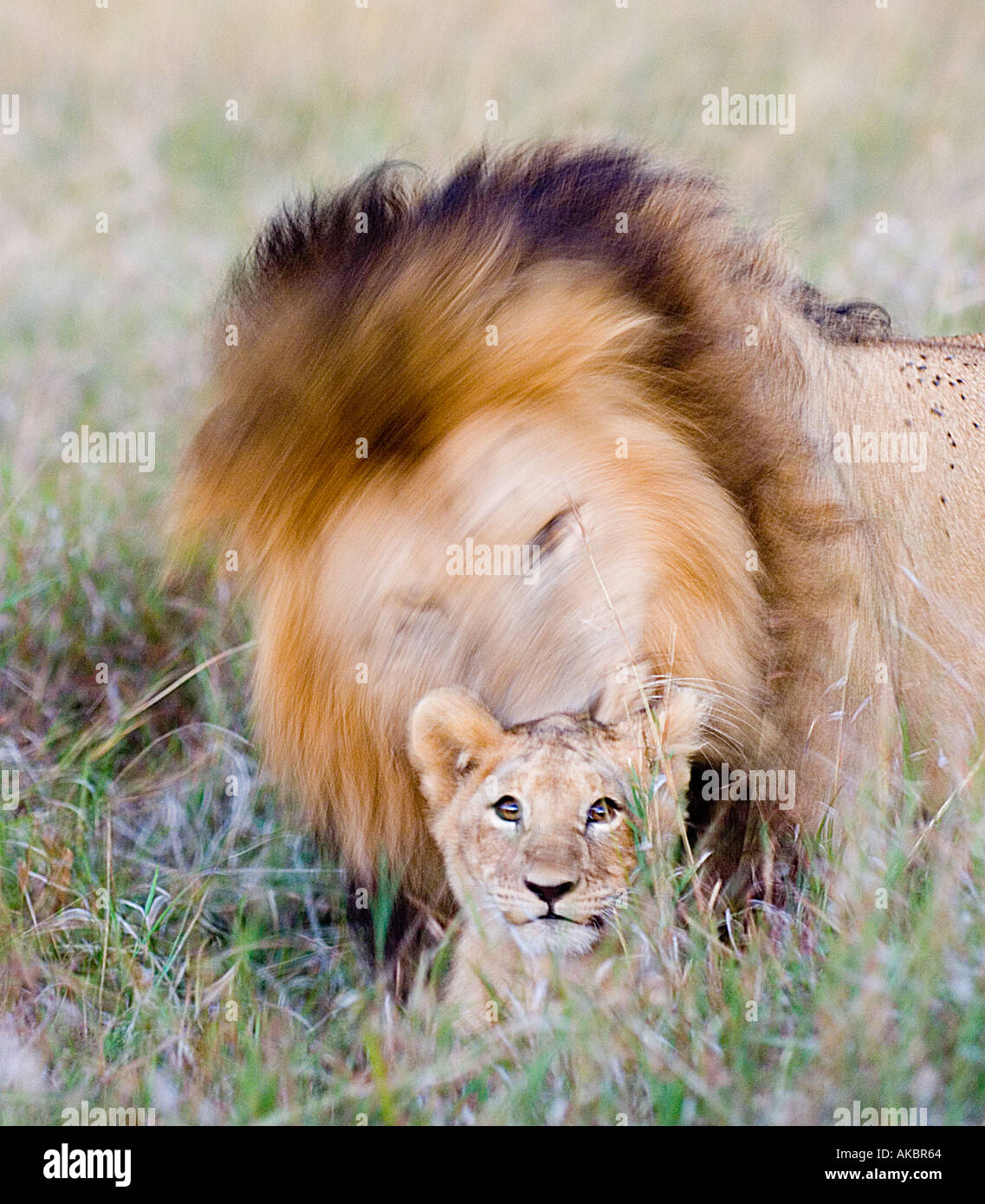 Panthera leo Lion cub avec Kenya Masai Mara Banque D'Images