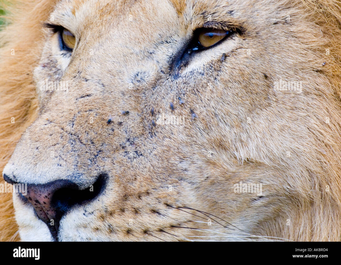 Lion Panthera leo Kenya Masai Mara Banque D'Images