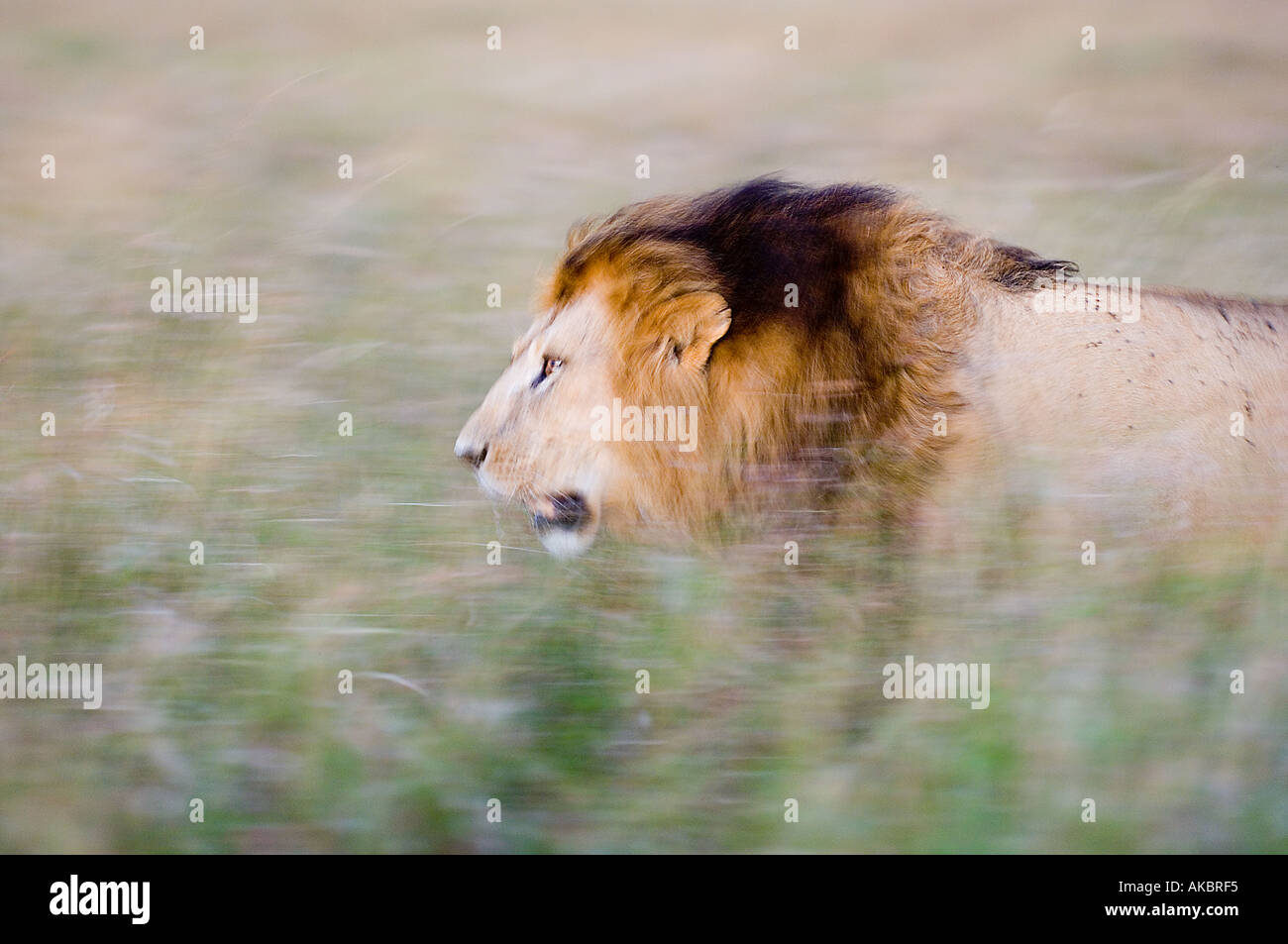 Lion Panthera leo Kenya Masai Mara Banque D'Images