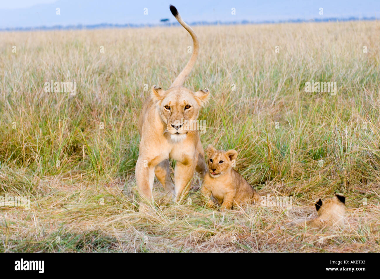 Lionne avec oursons Panthera leo Kenya Masai Mara Banque D'Images