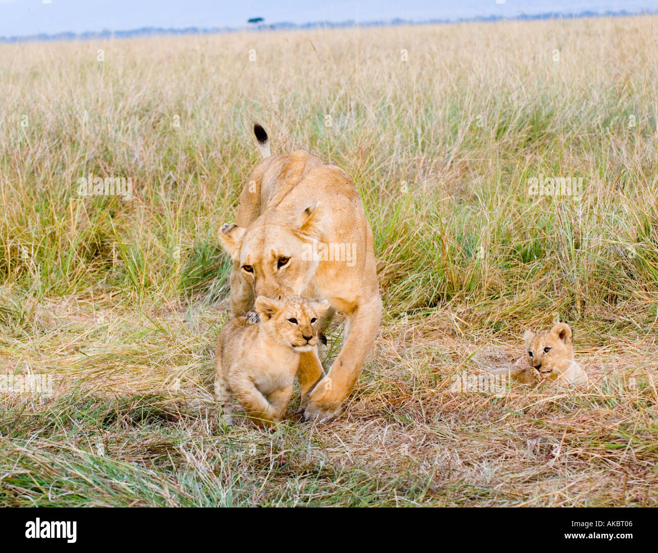 Lionne avec oursons Panthera leo Kenya Masai Mara Banque D'Images