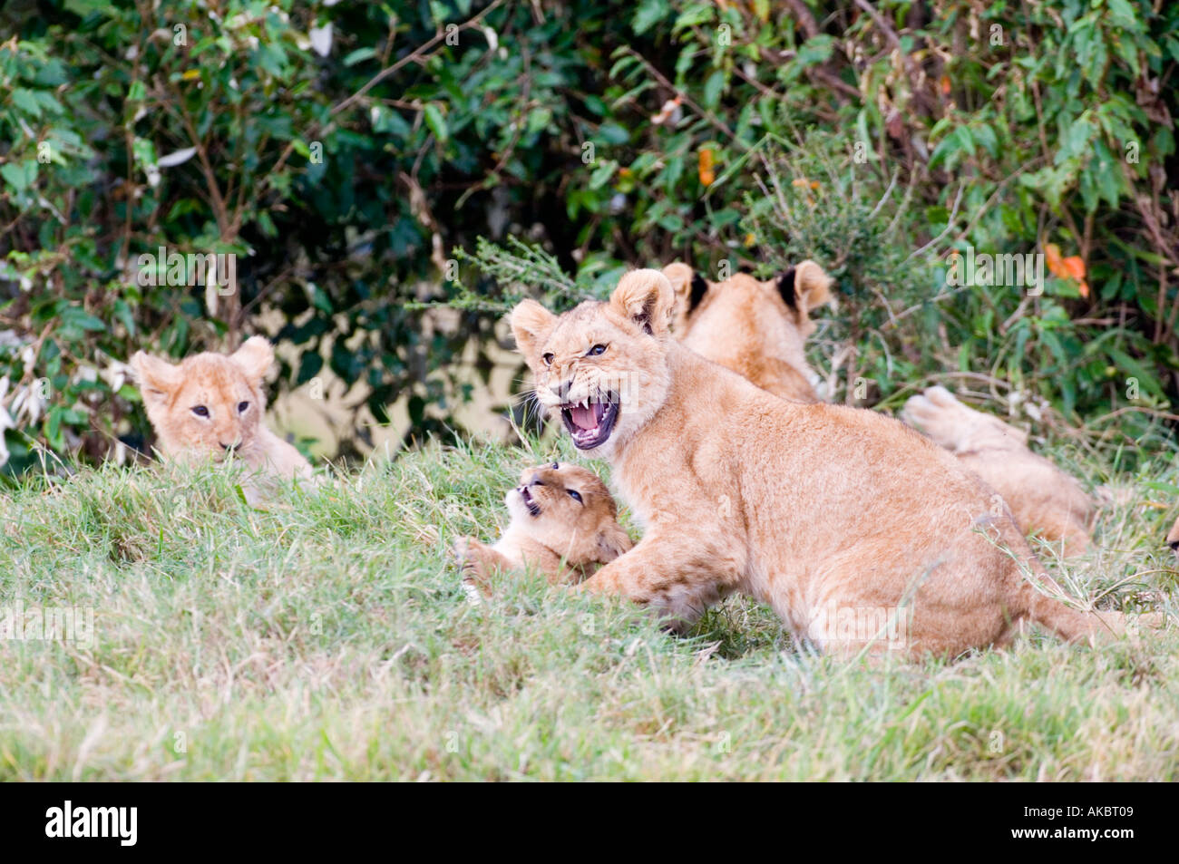 Les cub lion Panthera leo Kenya Masai Mara Banque D'Images