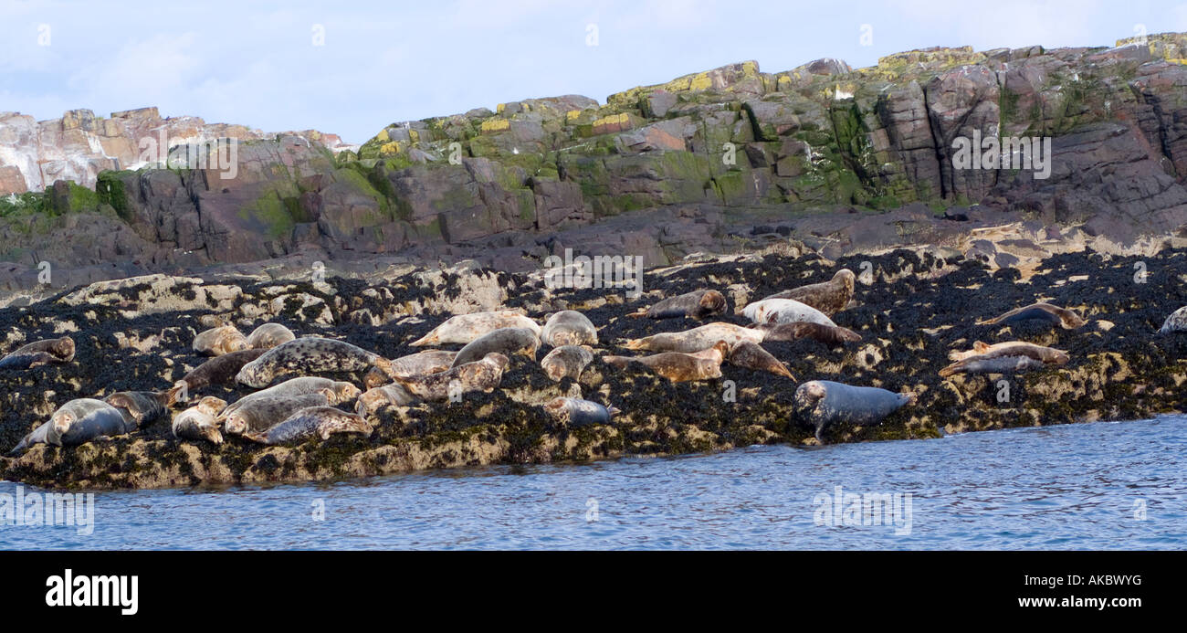 Les phoques gris sur les rochers sur une des îles Farne sur la côte de Northumberland, dans le Nord de l'Angleterre Banque D'Images