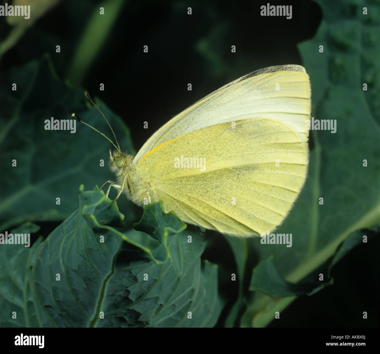 Petit papillon blanc Pieris rapae adulte sur feuille de chou avec ses ailes fermées Banque D'Images