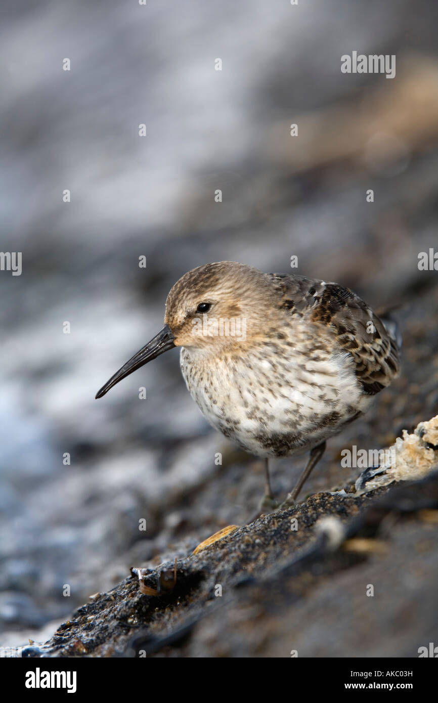 Le bécasseau variable Calidris alpina Banque D'Images