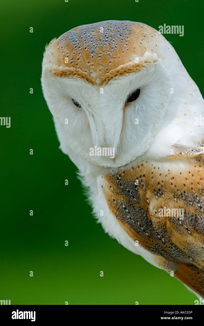 Effraie des clochers (Tyto alba) Banque D'Images