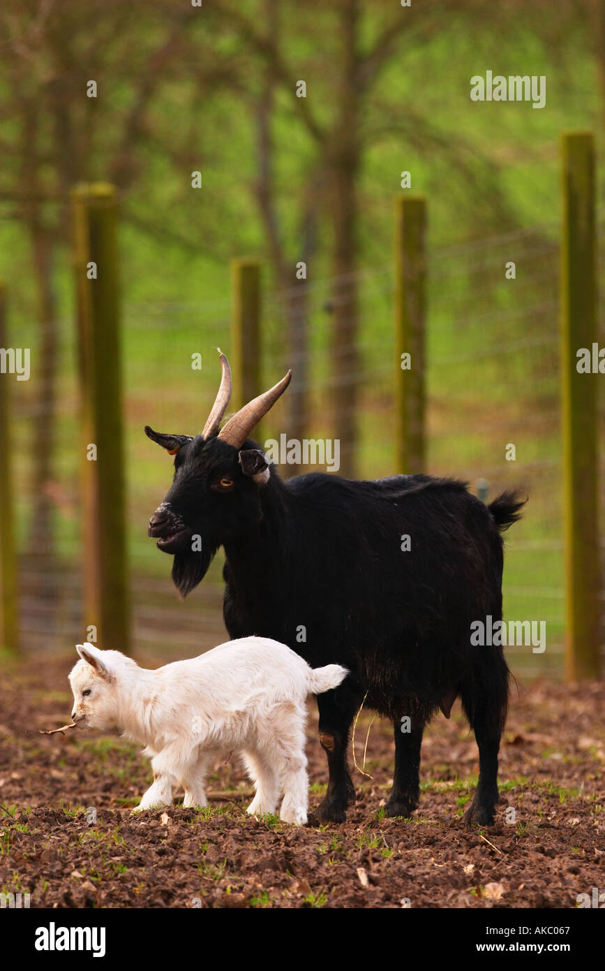 Chevre Noir Et Blanc Mere Enfant Bebe Photo Stock Alamy Chevre Noir Et Blanc Mere Enfant Bebe Photo Stock Alamy