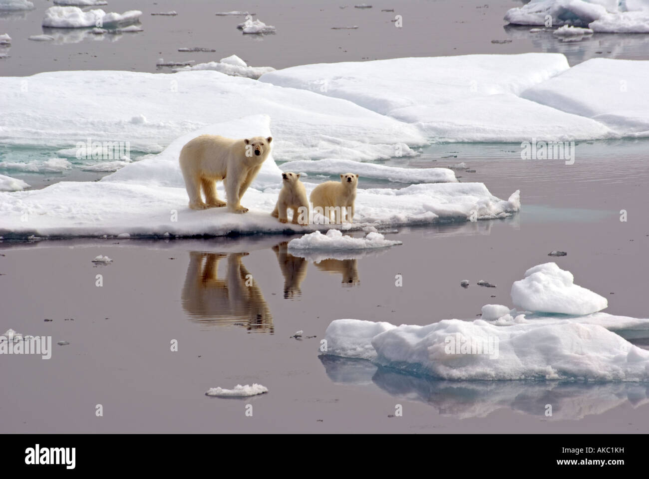 La famille de l'ours polaire sur la glace dans le détroit d'Hinlopen Svalbard Banque D'Images