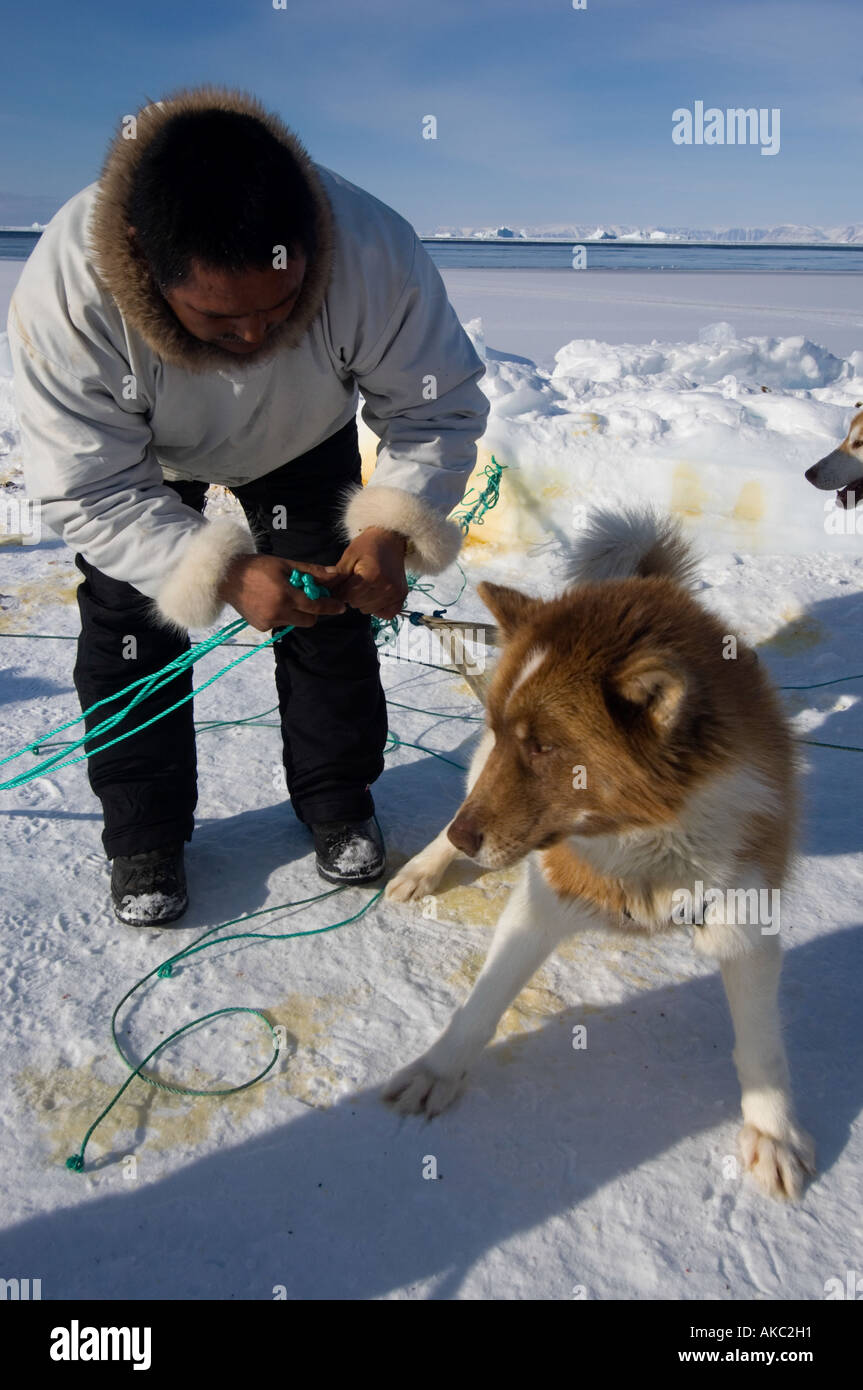 Qaanaaq Groenland Avril 2006 Mamarut et ses chiens Banque D'Images