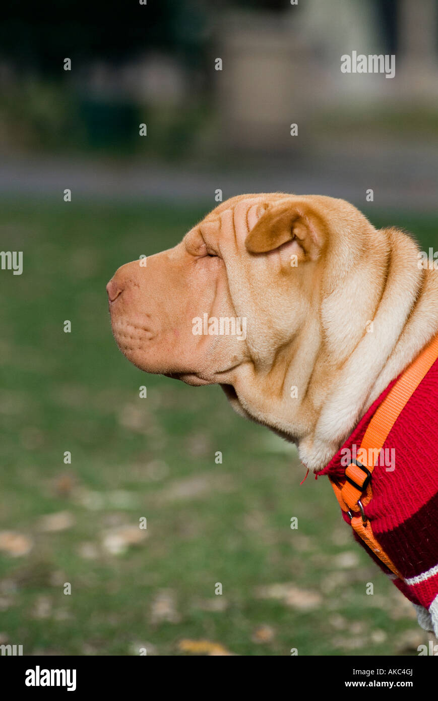 Chien de Shar pei Banque D'Images