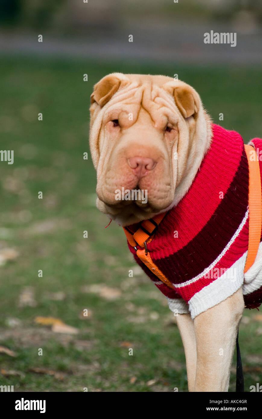 Chien de Shar pei Banque D'Images