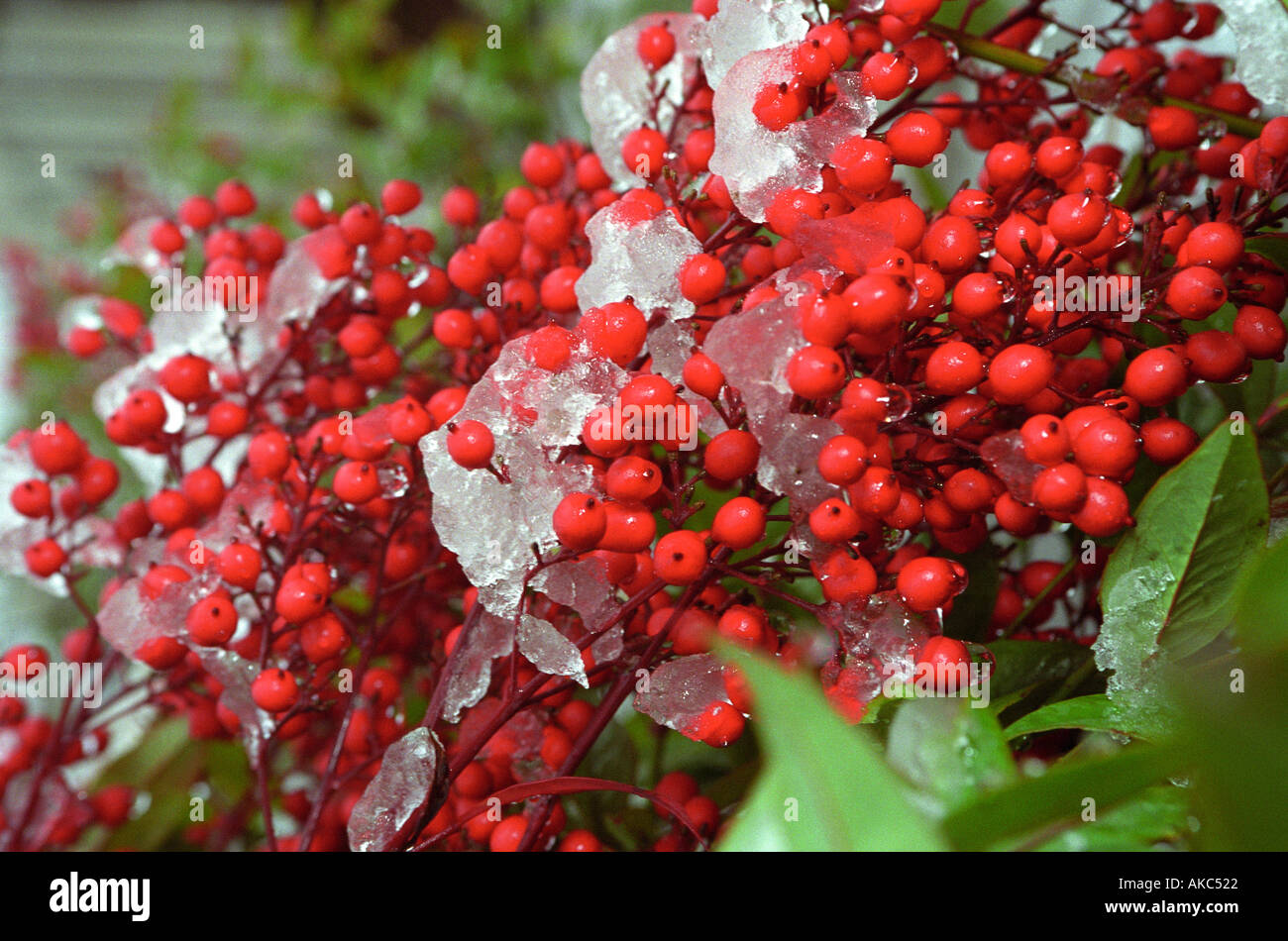 Fruits rouges couverts dans la neige Banque D'Images