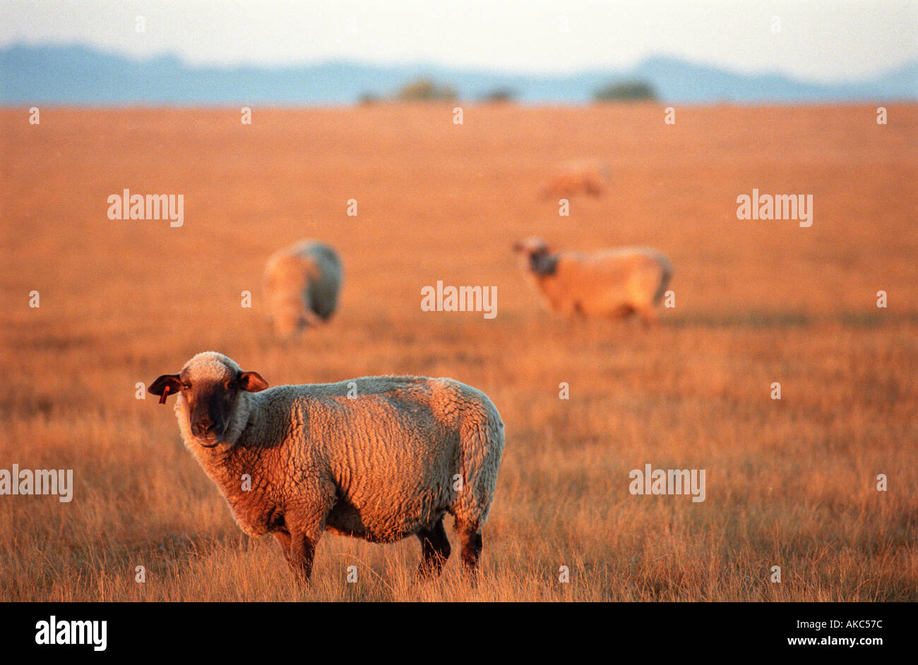 Moutons en déposée au lever du soleil Banque D'Images