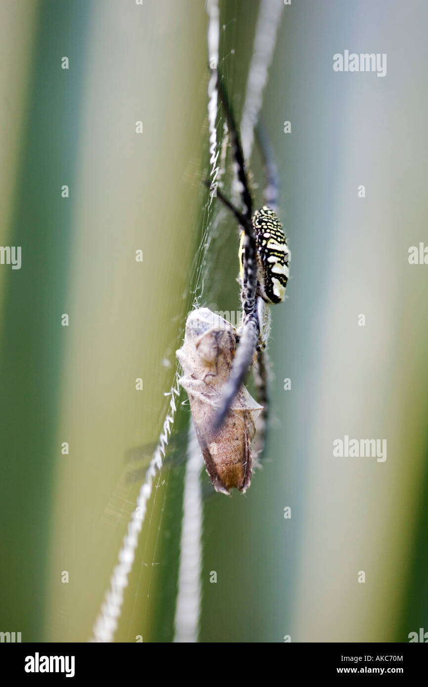 Argiope anasuja. Les Orb weaver sur spider web avec des proies capturées. Zig-zag montrant la forme stabilimentum x sur le web dans la campagne indienne. L'Inde Banque D'Images