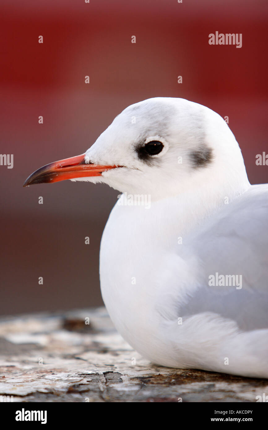 Silver Gull (Larus novaehollandiae) est observé près de la mer du Nord, dans le Nord de l'Allemagne In Location Banque D'Images