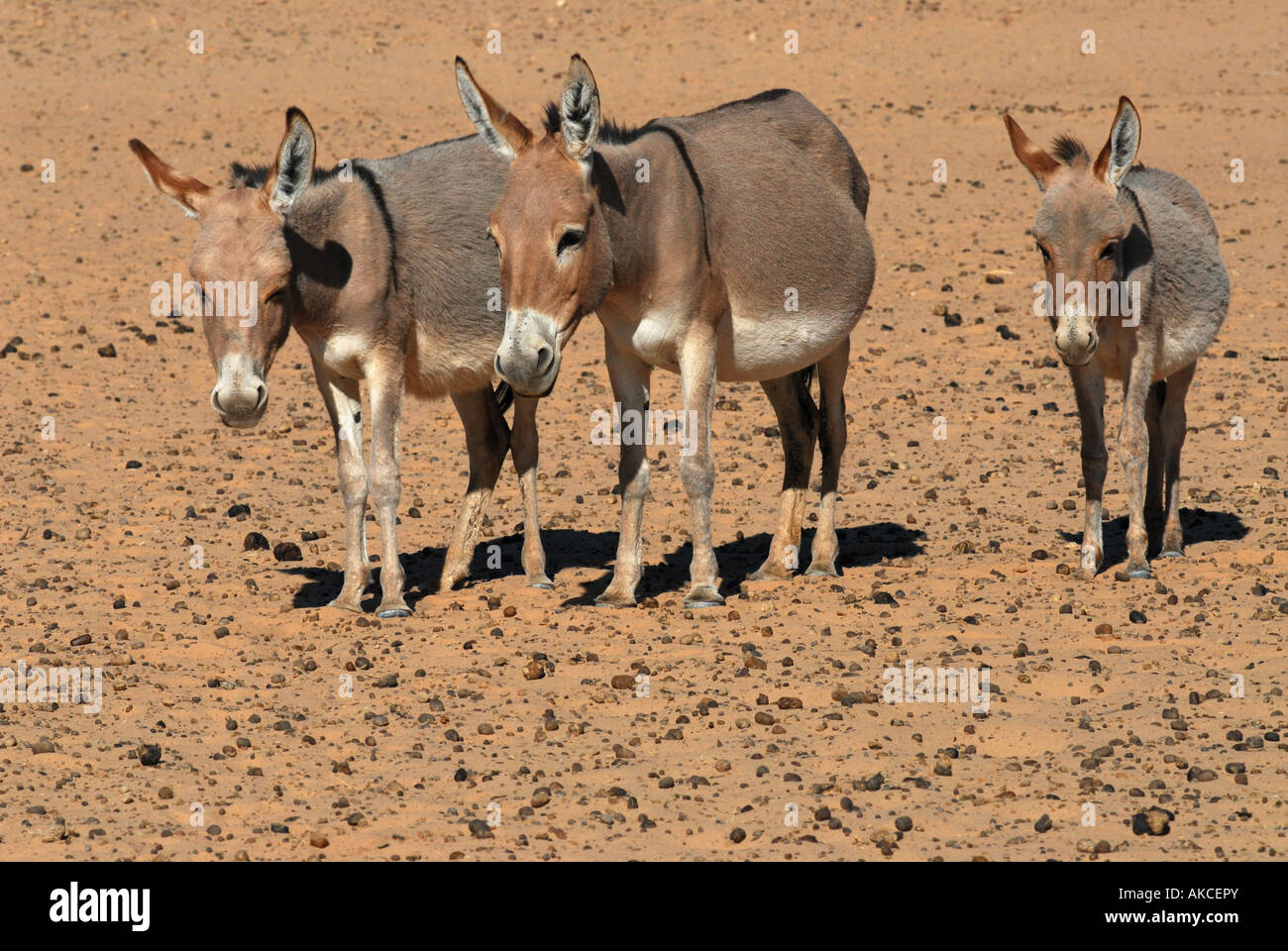 Âne Adrar Mauritanie région Banque D'Images