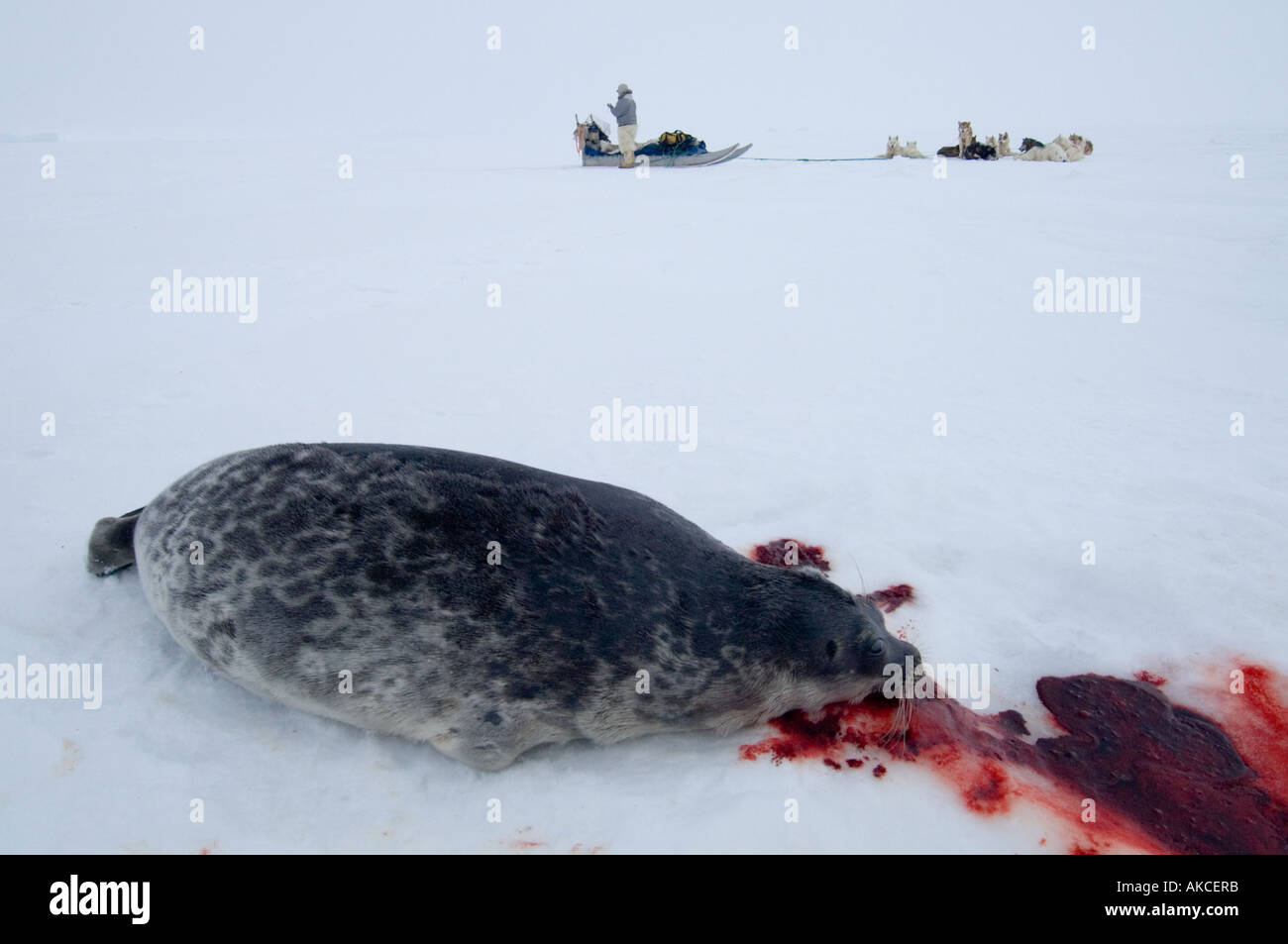 La chasse de subsistance traditionnelle des Inuits pour la chasse au phoque annelé Qaanaaq Groenland Avril 2006 Banque D'Images