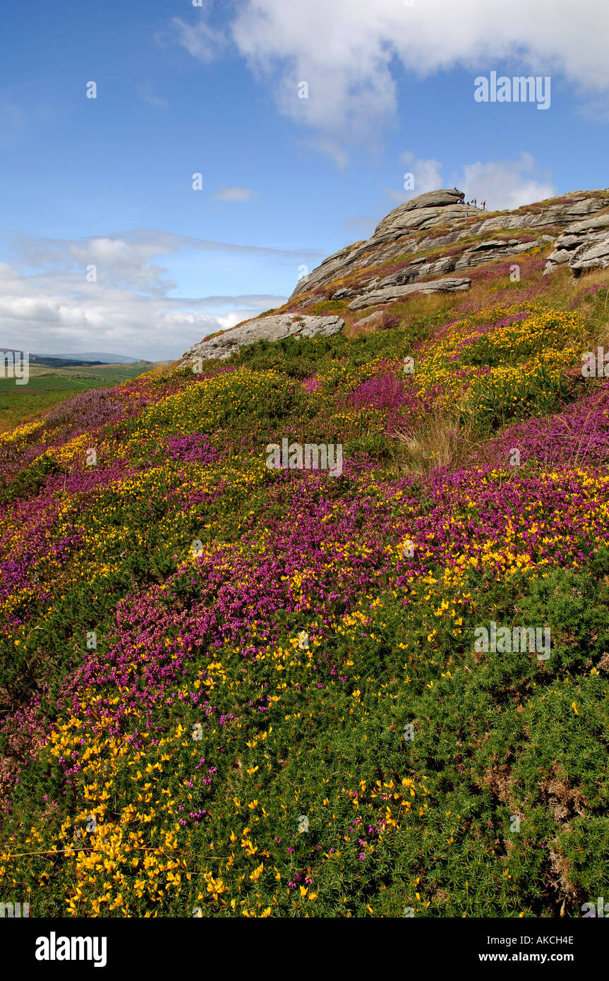 Vue sur les roches Haytor couvert de Dartmoor Heather Banque D'Images