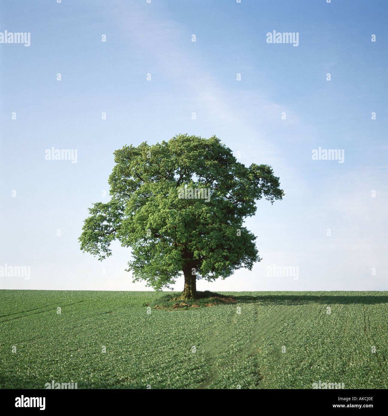 Arbre Lone Oak Quercus robur Banque D'Images
