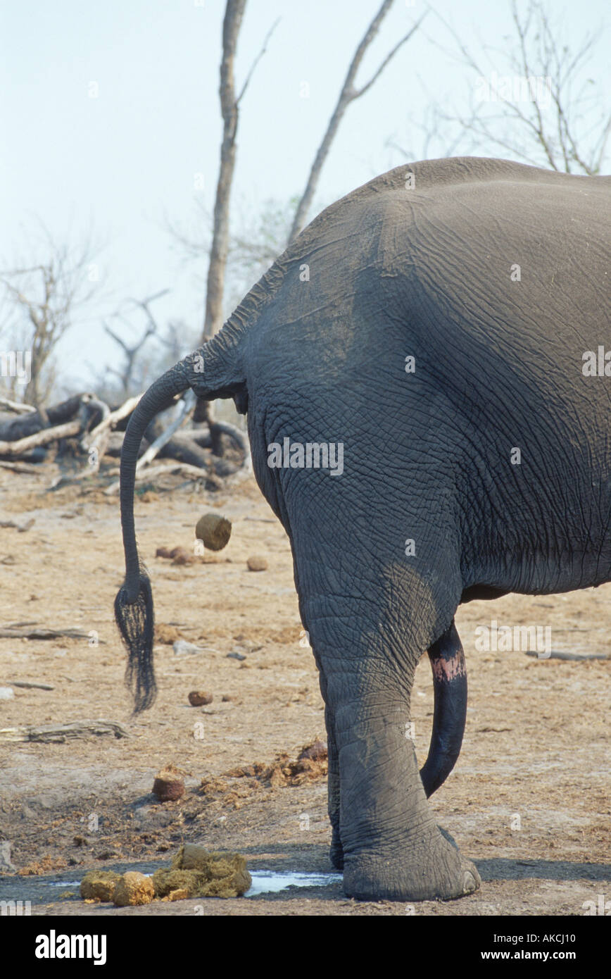La défécation de l'eléphant d'Afrique Banque D'Images