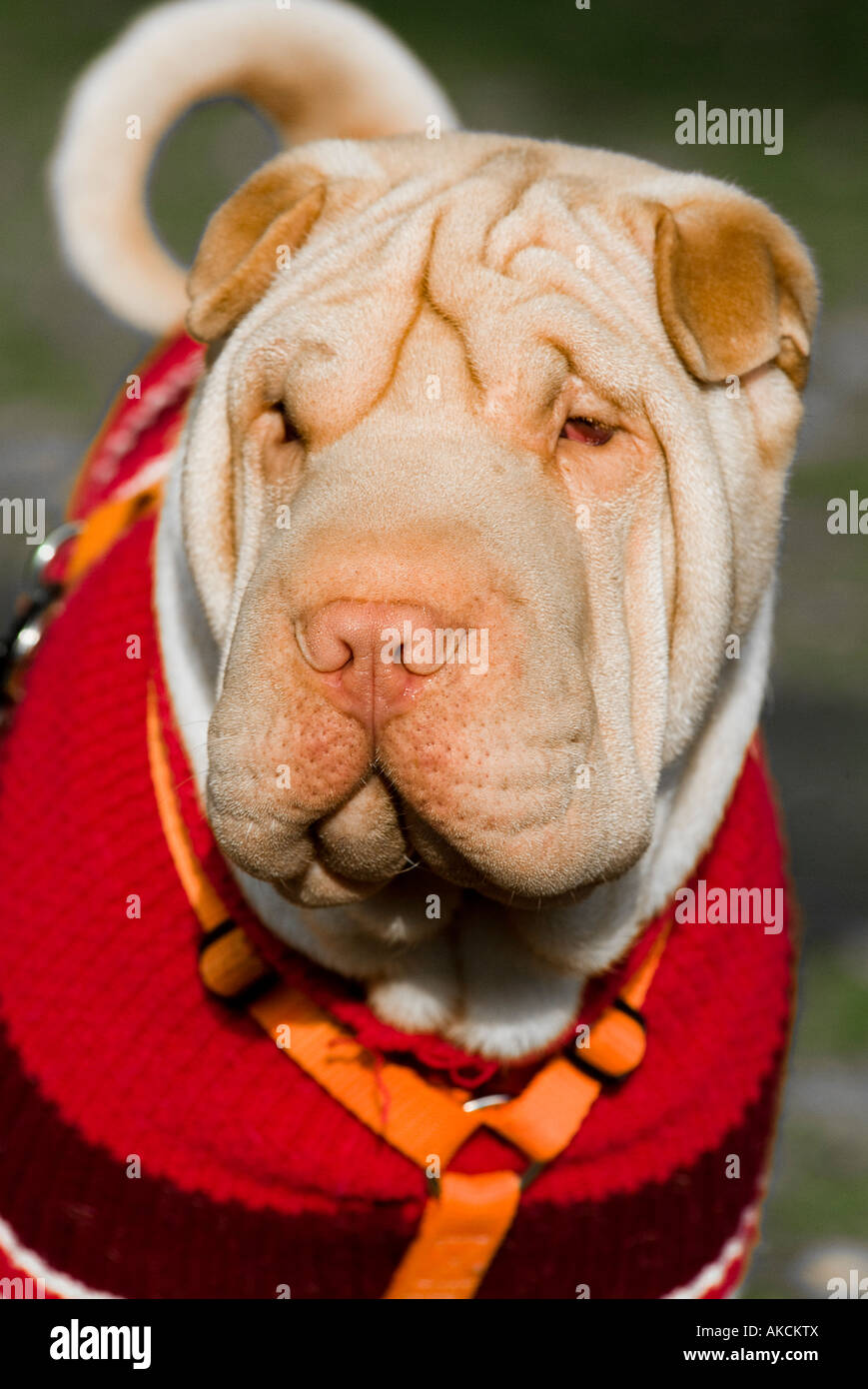 Chien de Shar pei Banque D'Images