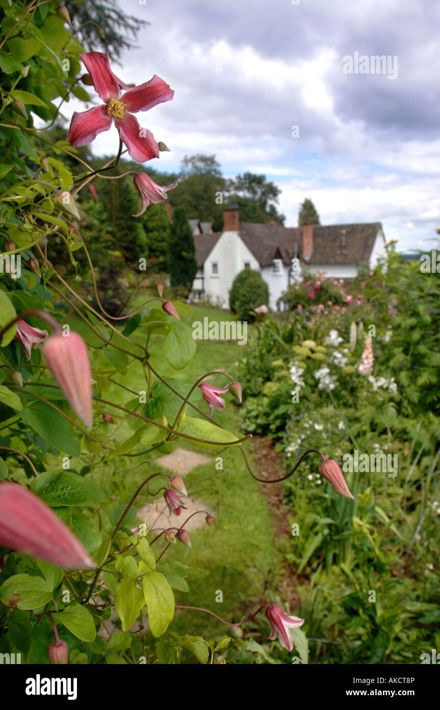 CLEMATIS ETOILE ROSE ENTRE LES FRONTIÈRES D'UN HEREFORDSHIRE CHALET JARDIN UK Banque D'Images