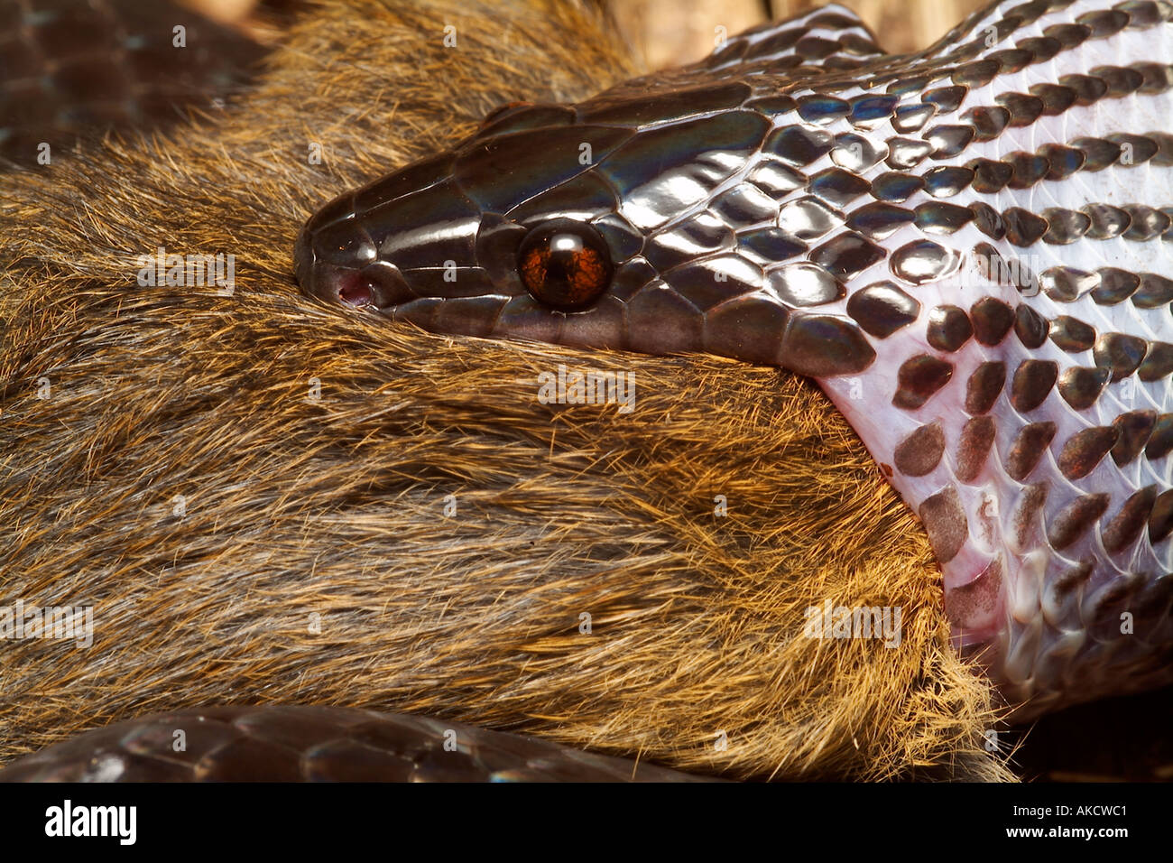 SNAKE Mussurana CLELIA ou avaler un rat riz Clelia clelia Forêt Amazonienne Lago Preto Vallée Yavari Loreto Pérou Banque D'Images SNAKE Mussurana CLELIA ou avaler un rat riz Clelia clelia Forêt Amazonienne Lago Preto Vallée Yavari Loreto Pérou Banque D'Images
