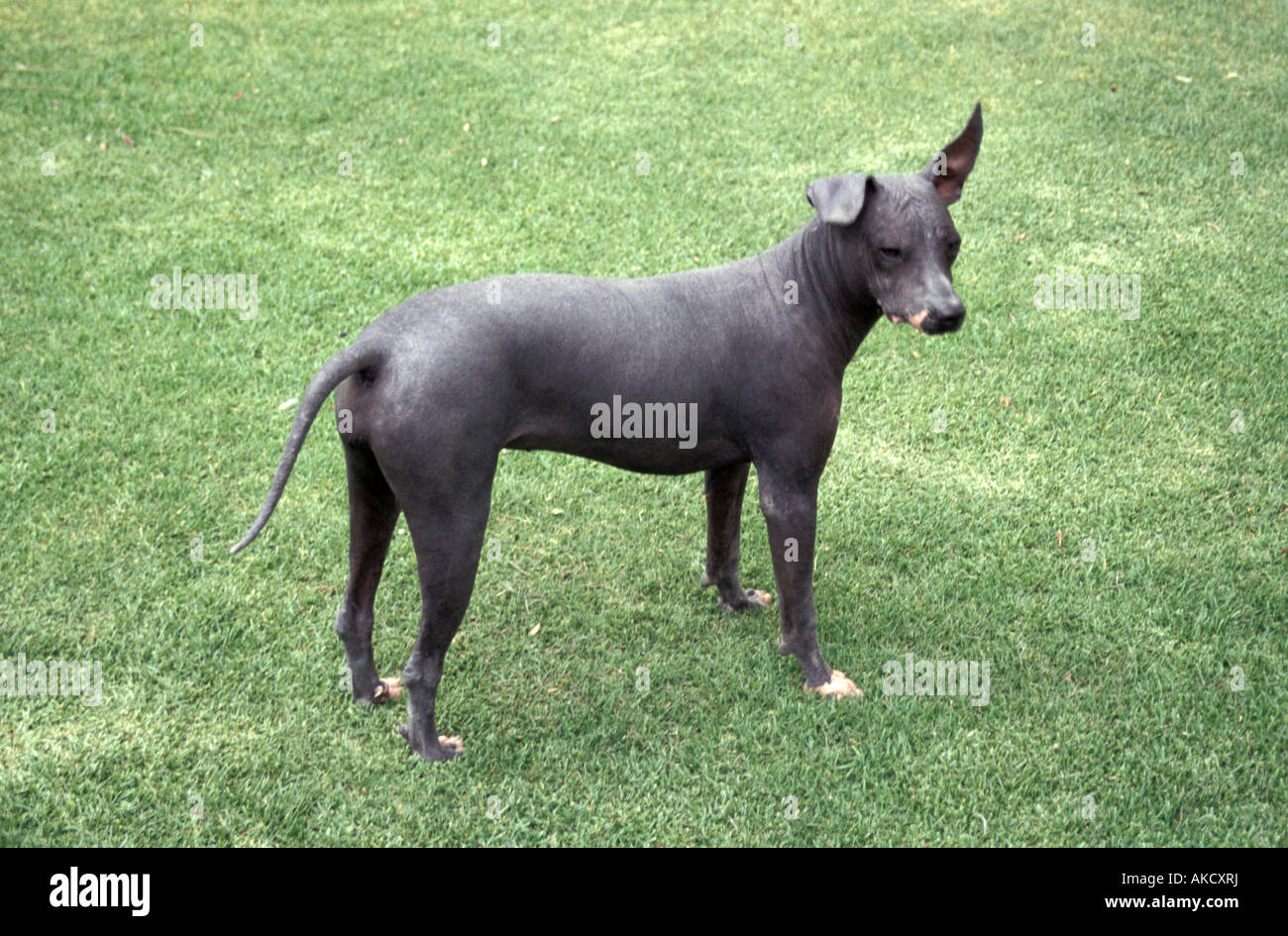 Chien Sans Poil Mexicain Banque du0027image et photos - Alamy