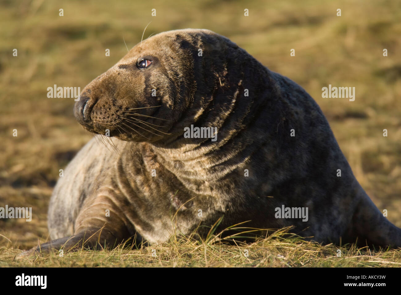 Phoque gris de l'Atlantique Bull lying on grass Banque D'Images