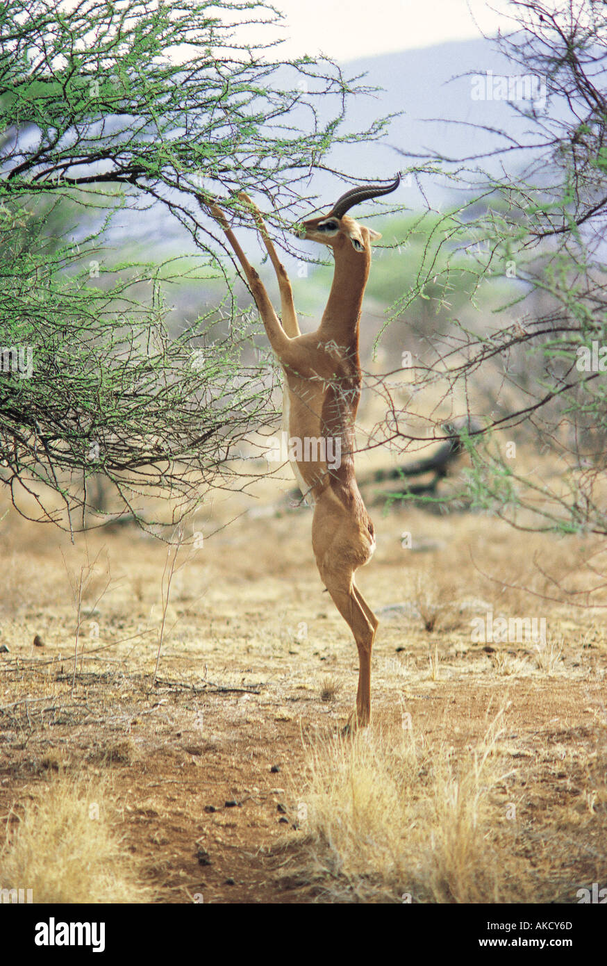 Gerenuk mâle naviguant sur un acacia bush par debout sur ses pattes de derrière Banque D'Images