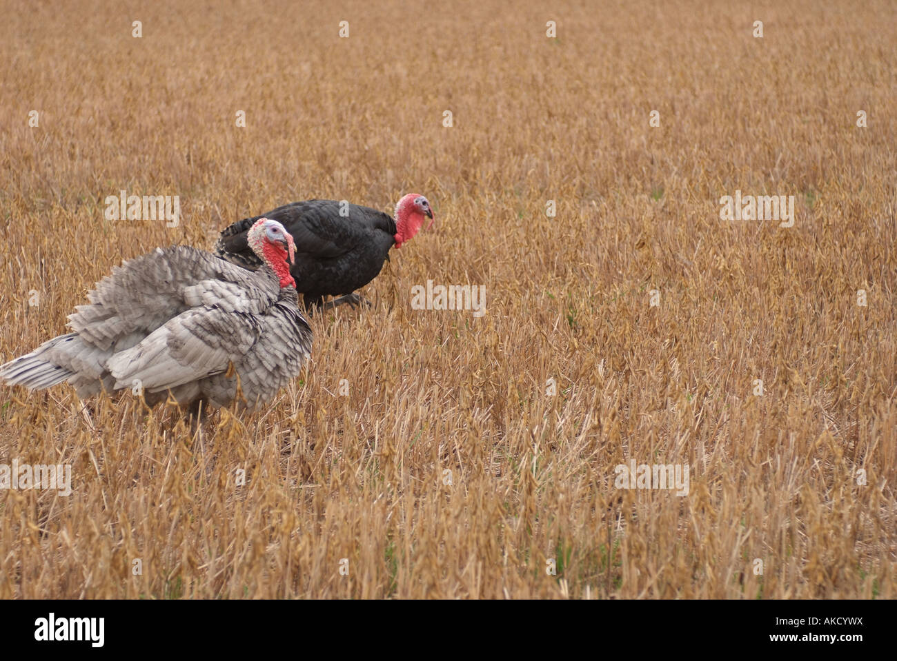 USA Maryland Eastern Shore troupeau de dindons sauvages dans un champ à l'automne Banque D'Images