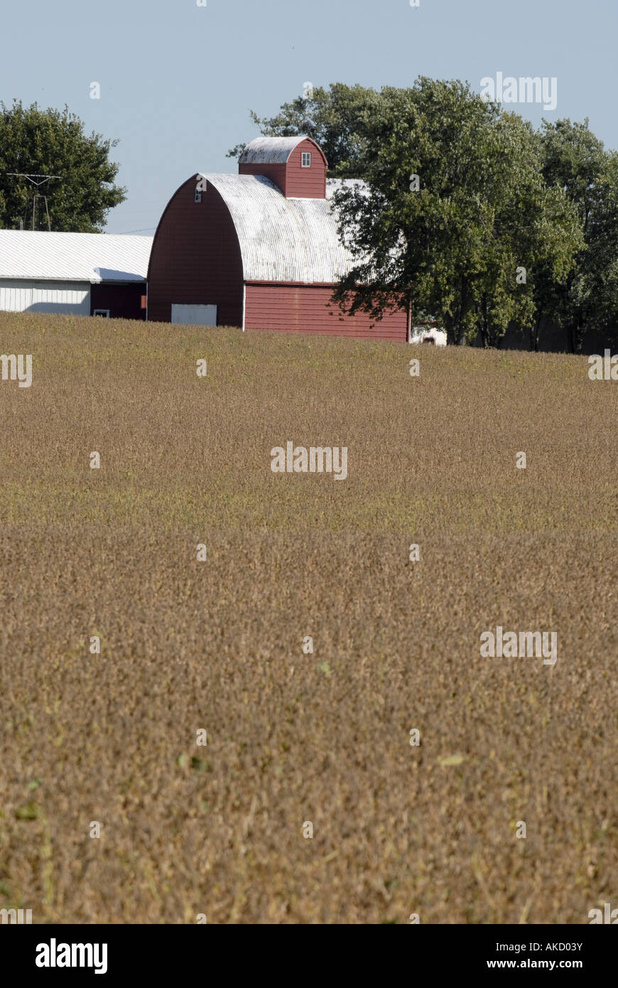 Un champ de soja sur une ferme dans le midwest des États-Unis Banque D'Images