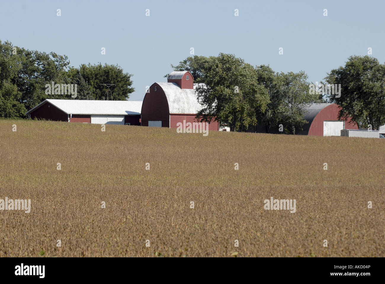Un champ de soja sur une ferme dans le midwest des États-Unis Banque D'Images