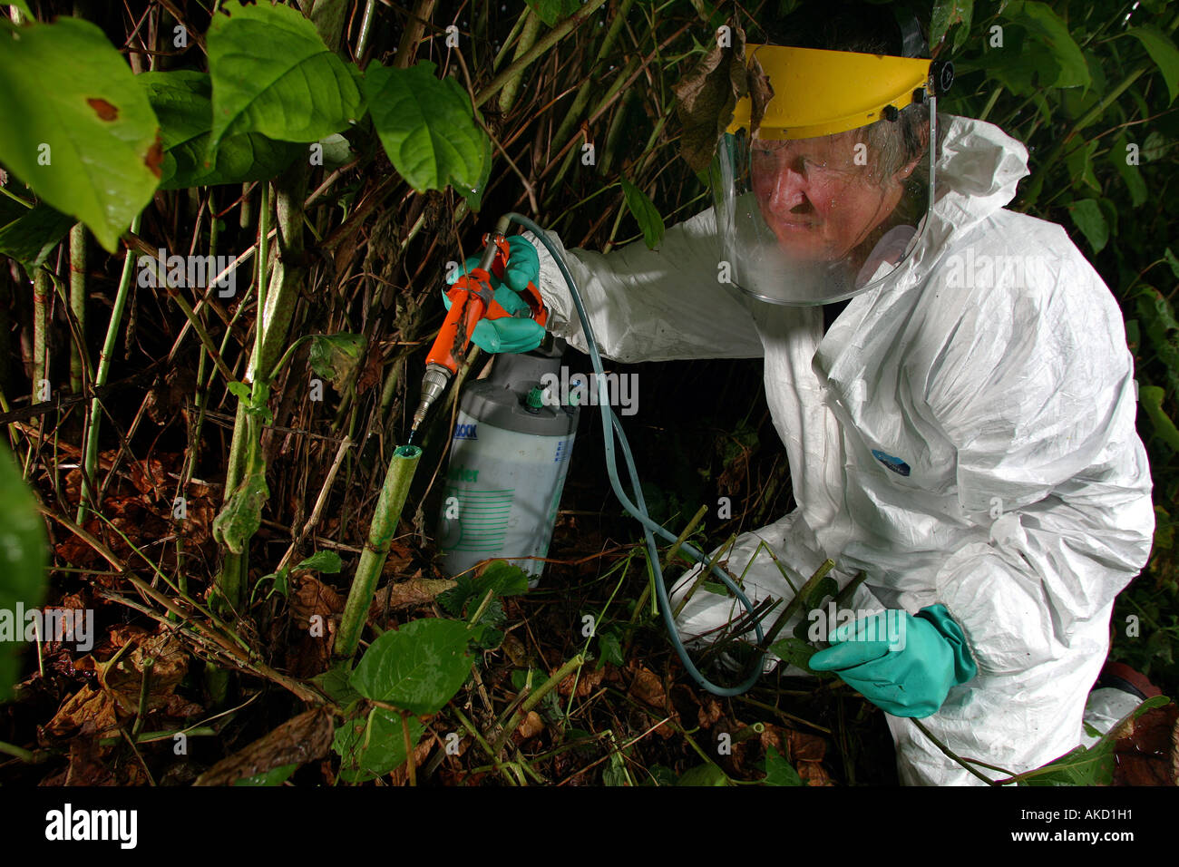 Un expert d'éradication des ravageurs des poisons renouée japonaise à Cornwall England UK Banque D'Images