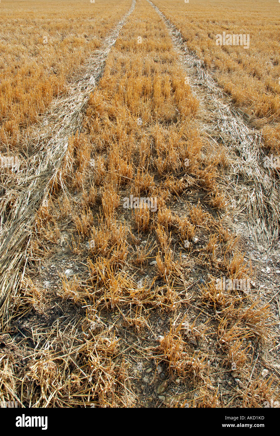 Les traces de pneus dans un champ de blé à la verticale Banque D'Images