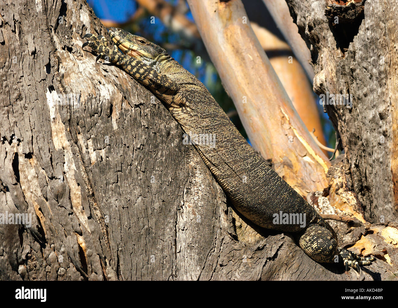 Un gros lézard goanna moniteur dentelle pond dans un arbre Banque D'Images