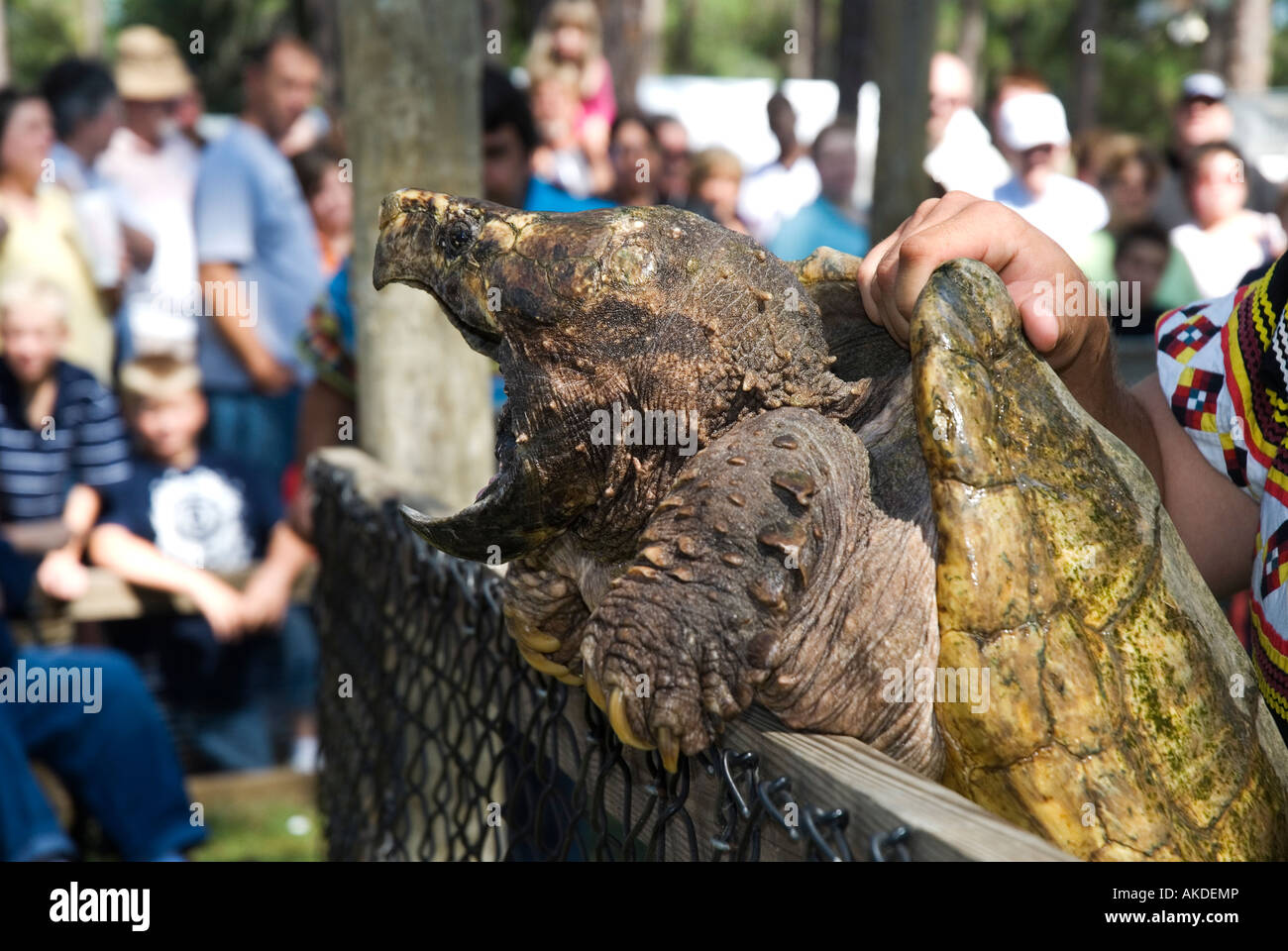 Montrant l'homme tortue alligator Alligator Fest à montrer lors de Lake City en Floride Banque D'Images