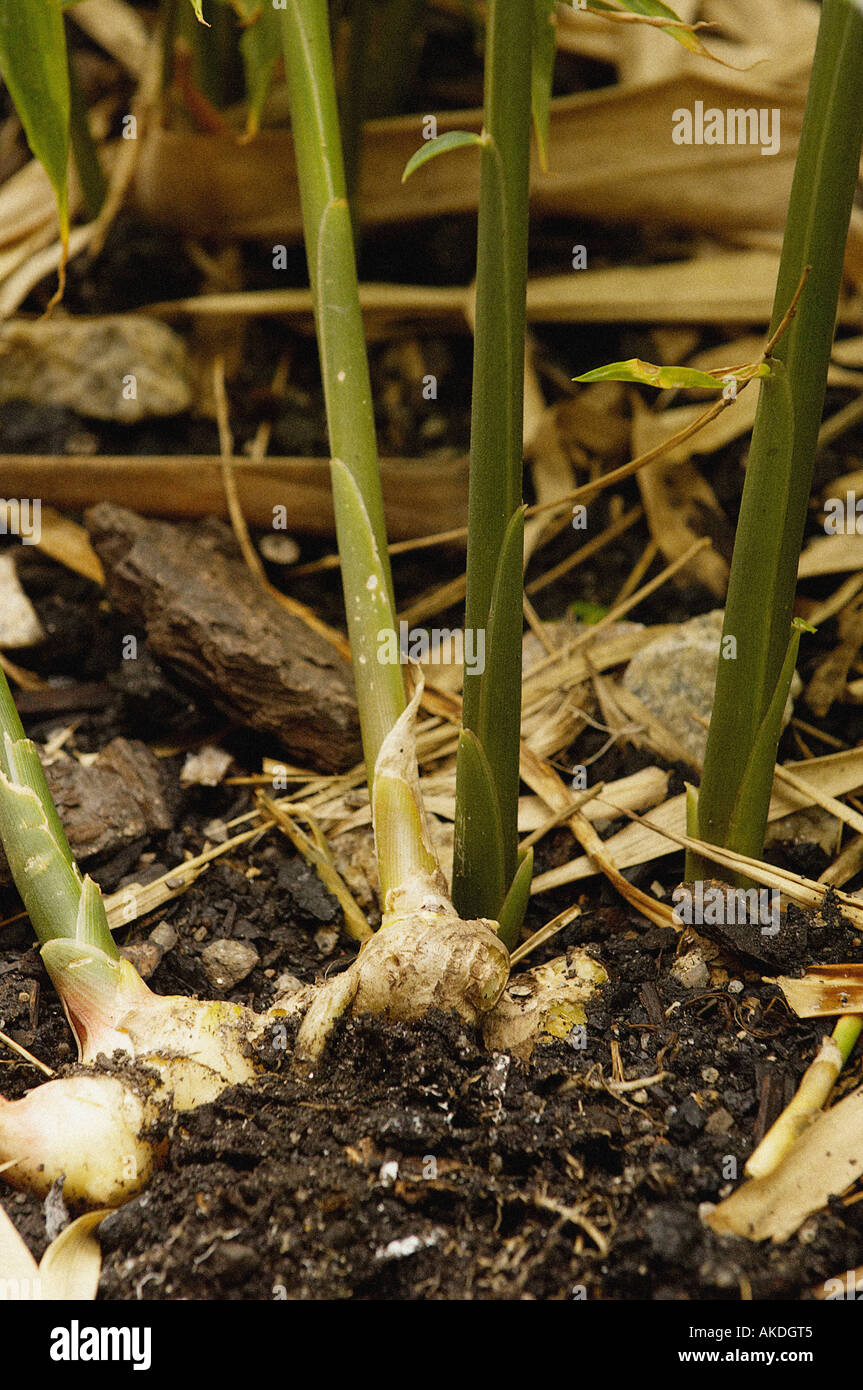 Plante de gingembre naturelle poussant dans un sol peu profond avec la racine exposée. Banque D'Images