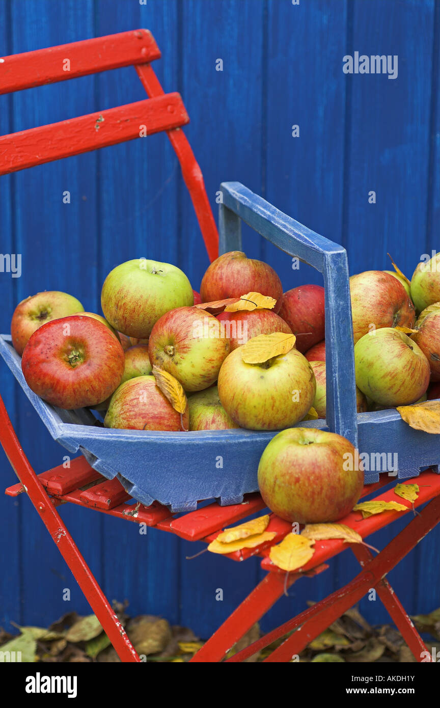 Les pommes d'aubaine en bleu trug sur chaise de jardin rouge Angleterre Banque D'Images