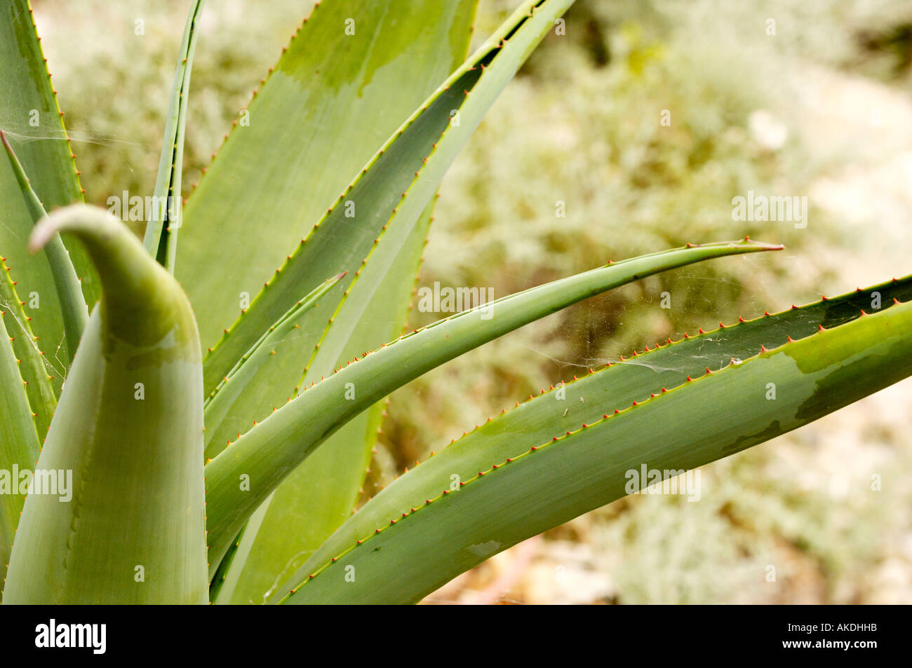 Feuilles épaisses sur une plante d'Aloe Vera. Banque D'Images