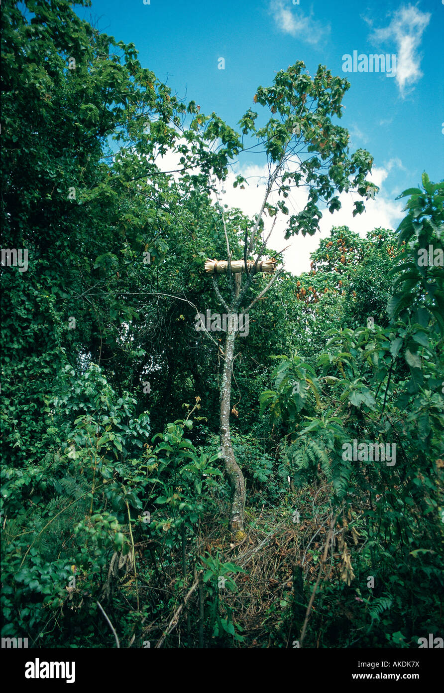 Le baril fait de feuilles de bananier séchées placées dans un arbre pour attirer les abeilles pour le miel Cherangani Hills à l'ouest du Kenya Banque D'Images