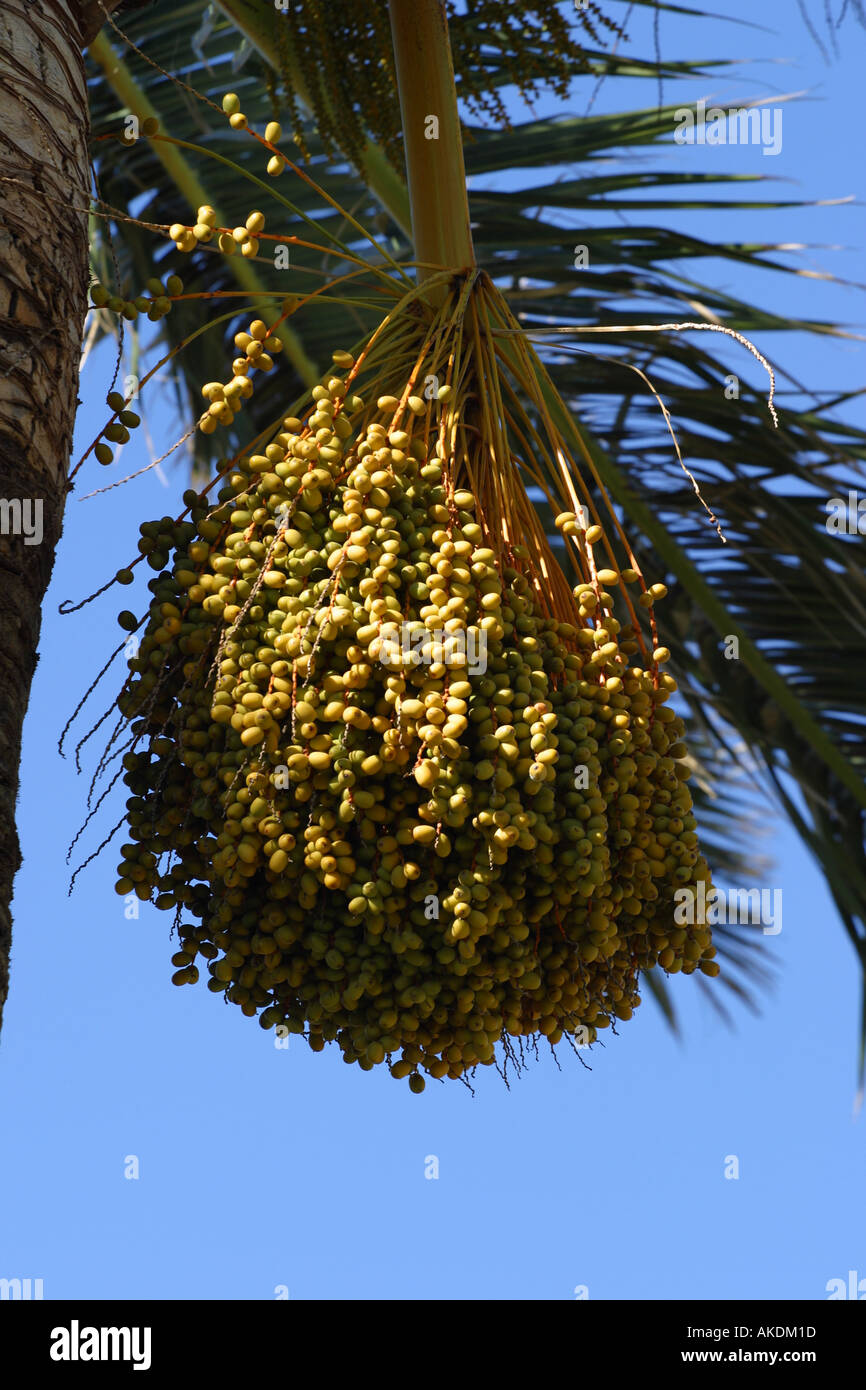 L'huile de noix de palme sur graines palmier en Espagne Photo Stock - Alamy