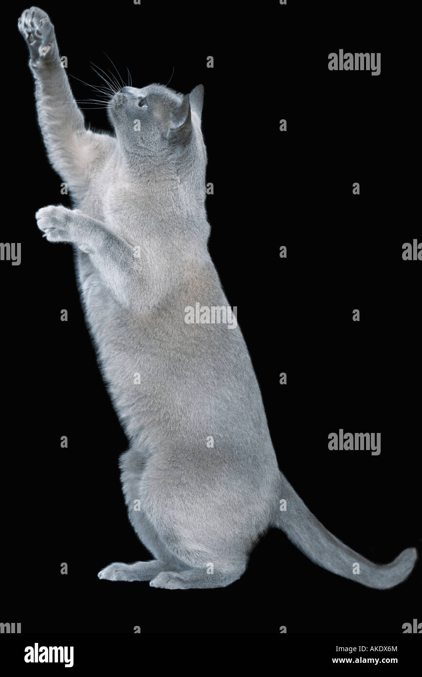Chat birman bleu debout sur ses pattes Banque D'Images